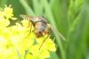 Tachina fera